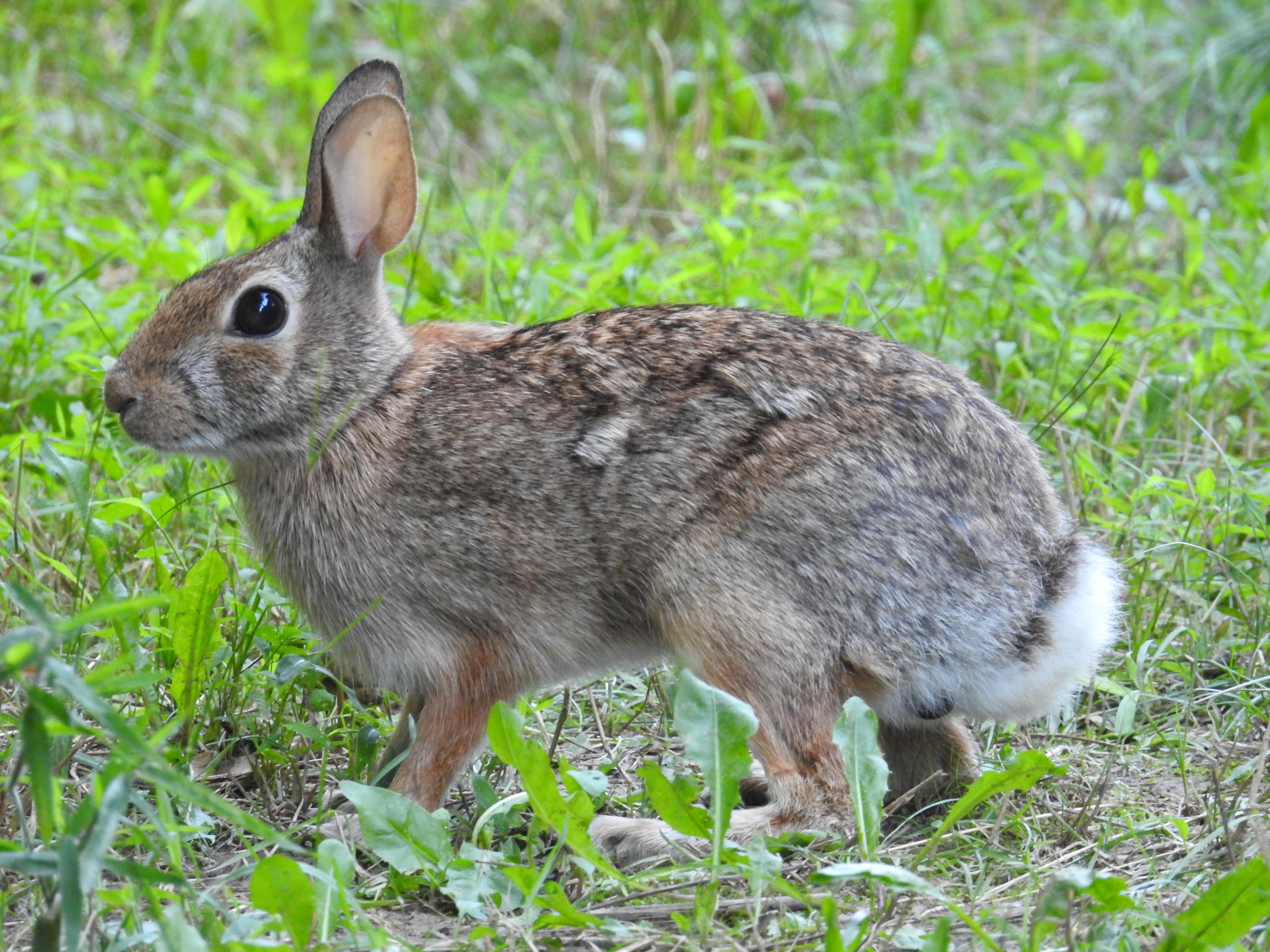 一只兔子坐在草地上