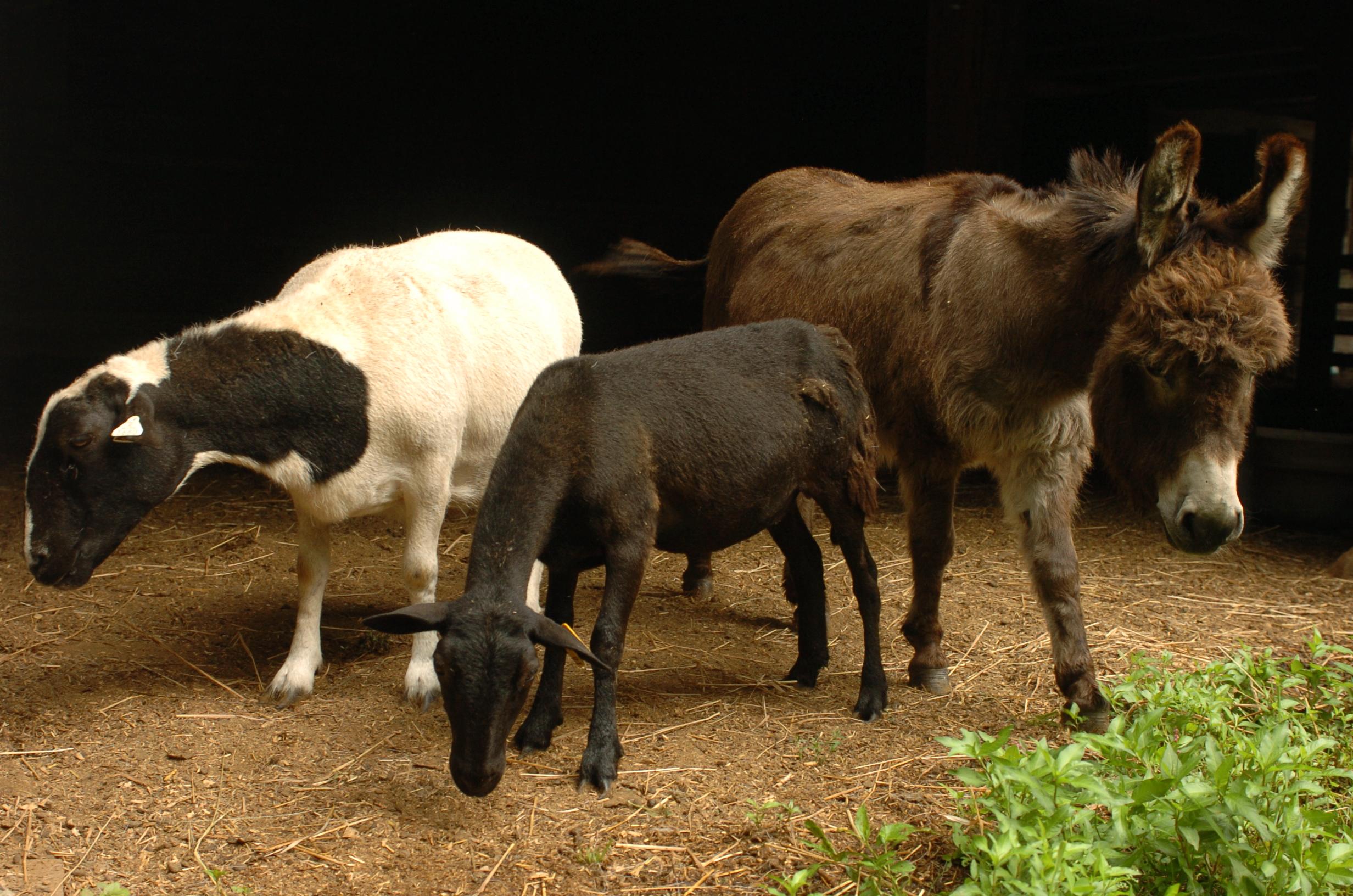 一只棕色的驴子，棕色的绵羊和白色的绵羊