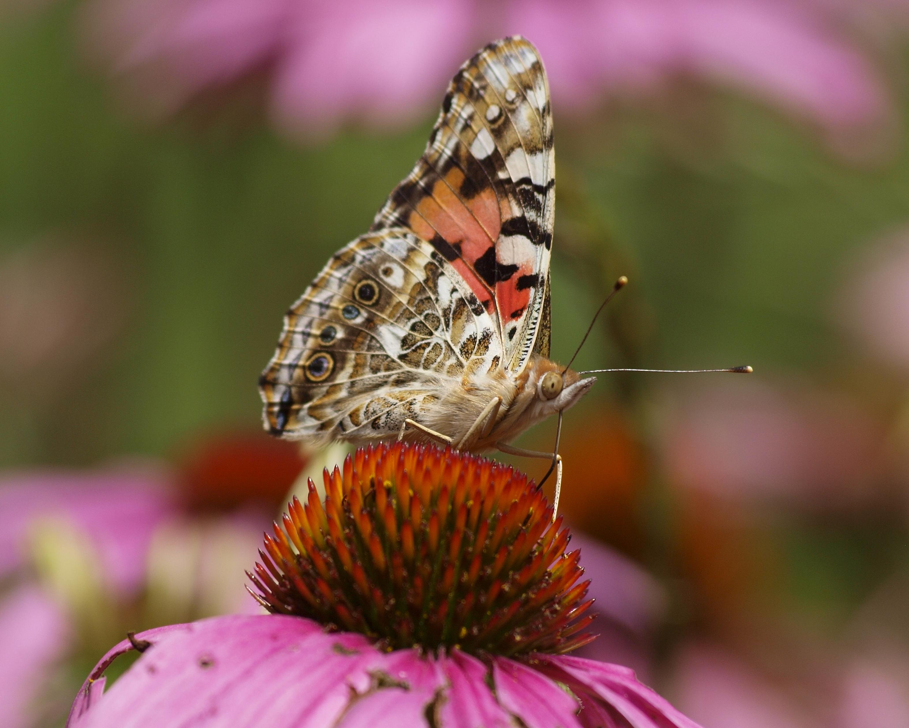 一只蝴蝶停在自然中心的一朵花上.